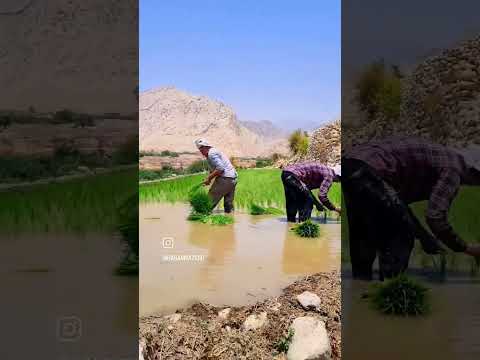 ما ره فالو کنید که بهشت خوزستان باغملک هست وه جای دیدنی وه گردشگری دارد لذت خواهید برد با خوانواده
