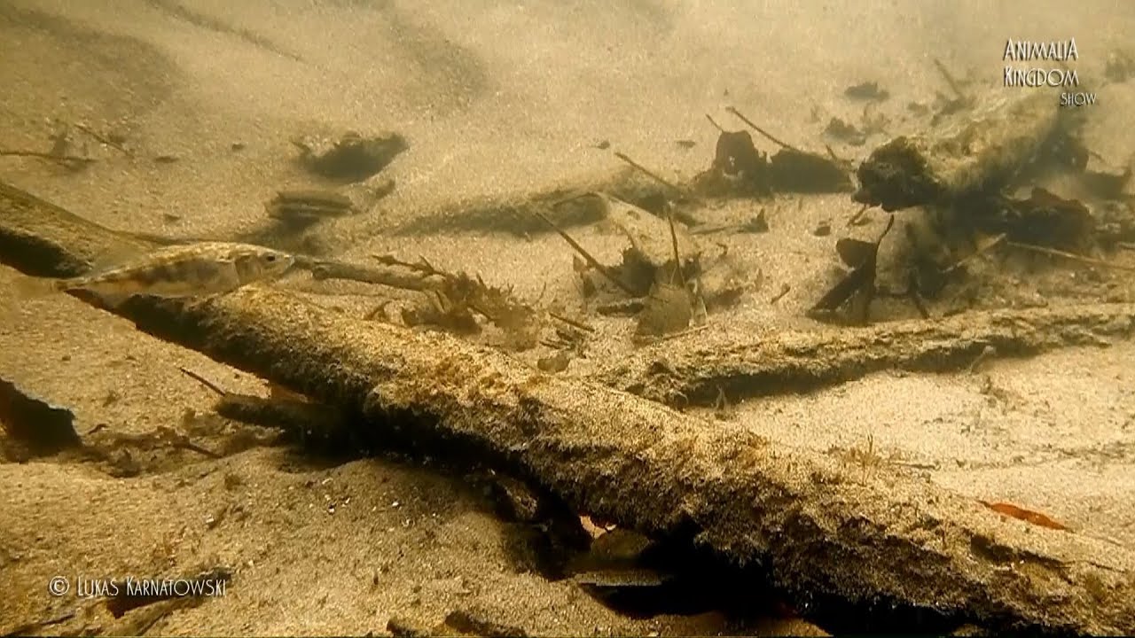 Gasterosteus aculeatus paraziták - Haltenyésztés | Digitális Tankönyvtár