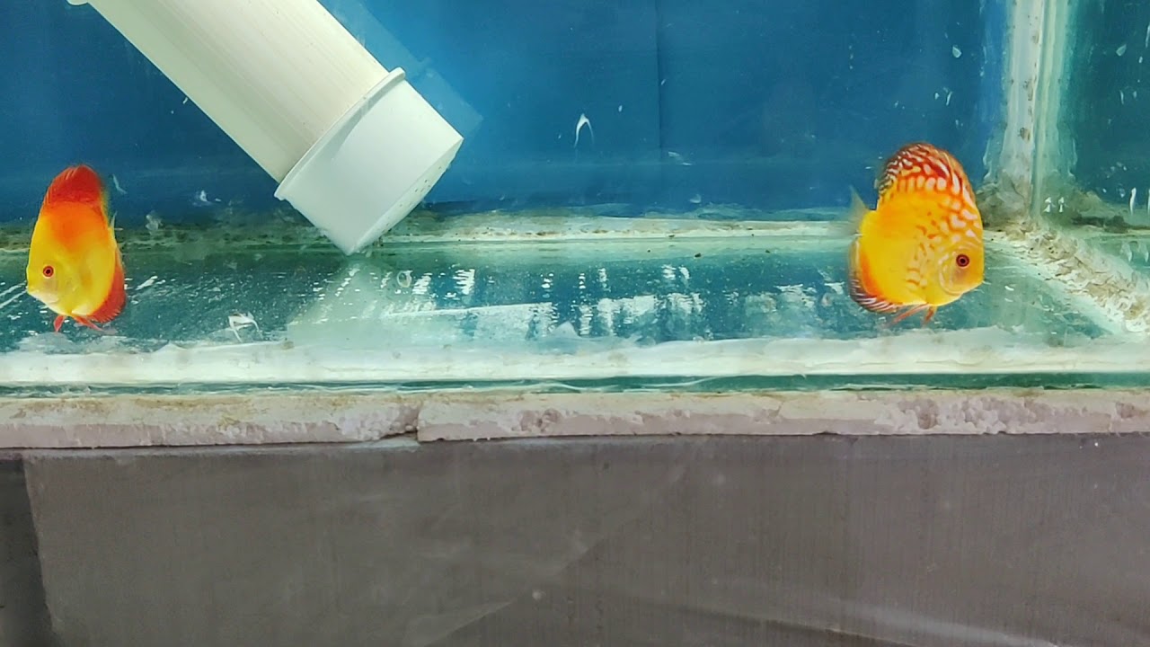 Discus fish feeding blood worms YouTube