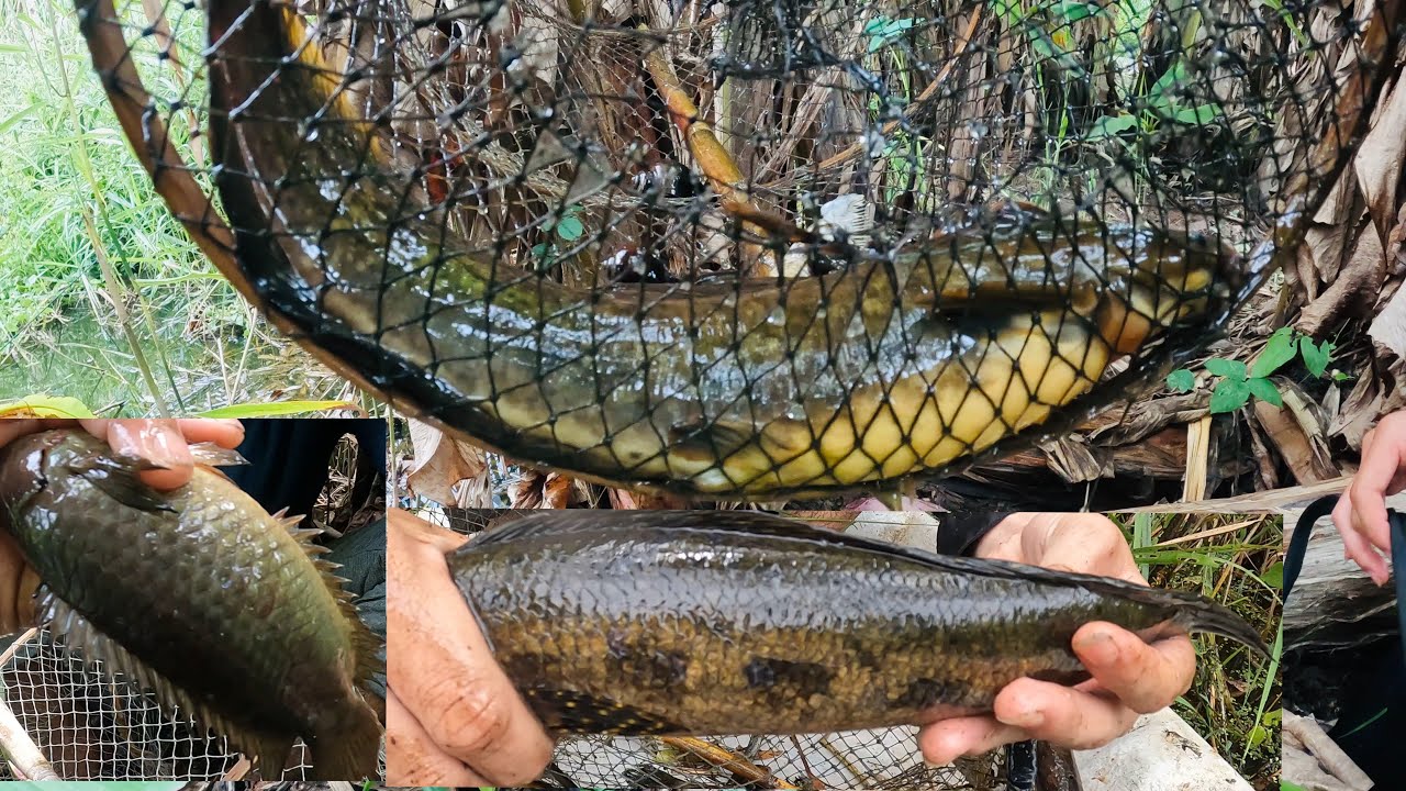 Thăm lờ ở xứ Rừng U Minh Hạ Toàn Cá khủng