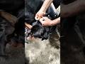 Dog 🐶🐶 Rottweiler Masti watch time#viral #video #song