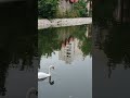 Уфа# лебедь #сад Аксакова #парк