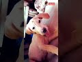 🇮🇳 #cute #puppy #comedy #subscribe #trending #viral #shortsfeed #viralshorts #shorts #pets #ytshorts