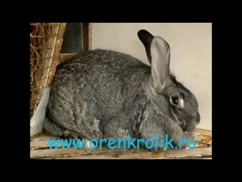 Кролики породы Советская