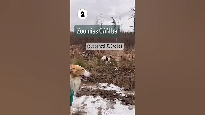 Dog Gets The Zoomies #dogtrainer #sighthound