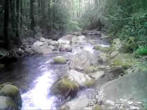Surrounded by Pisgah National Forest 1037 Newberry...