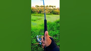 Câu cá lóc rừng u minh hạ ngày đầu mở cửa #caucaloc #fish #cauca #mientay #shimano #fishinglife