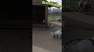 Cutest Baby Goat Moments Ever 💕