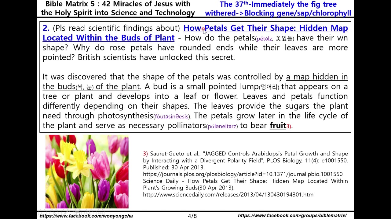 Bible Matrix ⑤_85_The 37th With the word of Jesus, immediately the fig