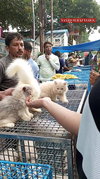 Download lagu Persian cat/Pet Market Kolkata 😍/lowest price puppy dog/gallif street dogs #shorts #viral #dog #dogs