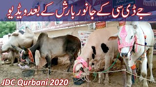 JDC Qurbani 2020 | Jdc Kay Janwar Barish Kay Baad Ki Video | Animal Interntional