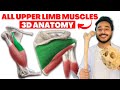 All upper limb muscles anatomy 3d  upper limb muscles origin and insertion anatomy