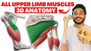 All upper limb muscles anatomy 3d | upper limb muscles origin and insertion anatomy screenshot 2