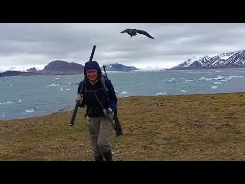 arctic skua attack