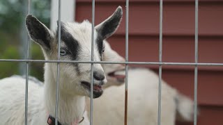 These two pygmy goats are a big hit at this retirement home