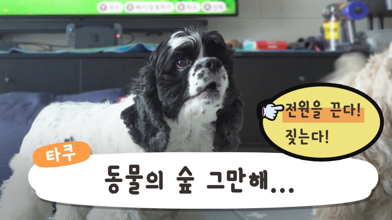 동숲 주민대표 때문에 화난 동숲 주민 강아지들.. - 비마이펫 크리에이터즈 동숲 주민대표 때문에 화난 동숲 주민 강아지들.. - 비마이펫 크리에이터즈