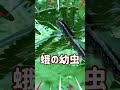 大きな蛾の幼虫を見つけたよ! #蛾 #虫とり #昆虫採集 #昆虫 #動物 #生物 #森 #公園 #insect #insecthunting #japan #shorts