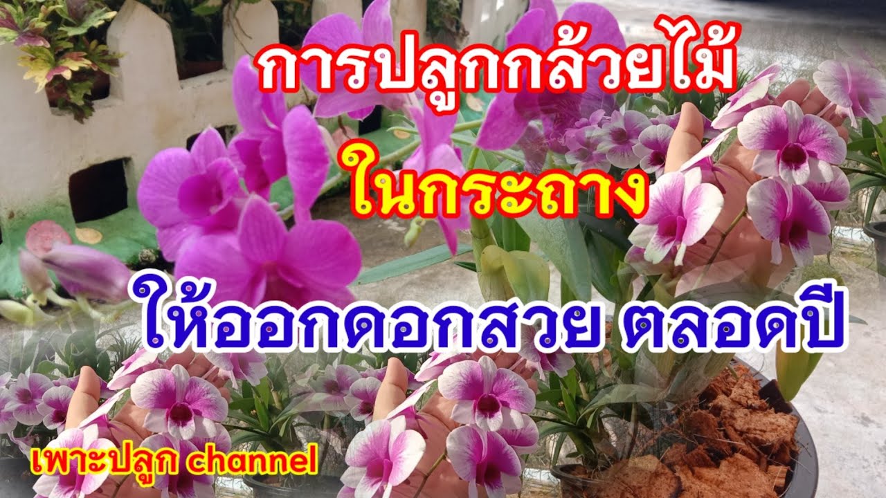 ปลูกกล้วยไม้ ในกระถางง่าย ๆ ให้ออกดอกสวยตลอดทั้งปี / เพาะปลูก channel