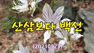 #백선의 꽃,산삼,골무꽃,아기새,비수리,꿀풀,미역취,자란초,생강나무와 박쥐나무 실물비교,살모사,골무꽃 등...