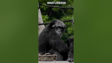 The Fascinating World of Chimpanzees #shortsvideo #shortvideo #shortsfeed