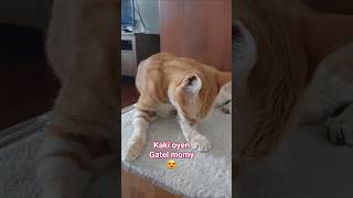 Kaki Oyen Gatel imut shortfeed cat cute viralfypage