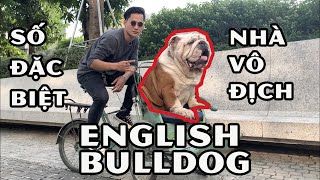 [DOG REVIEW]  Chú chó English Bulldog đỉnh cao TẠI Hà Nội ( Hanoi's most unique English Bulldog )