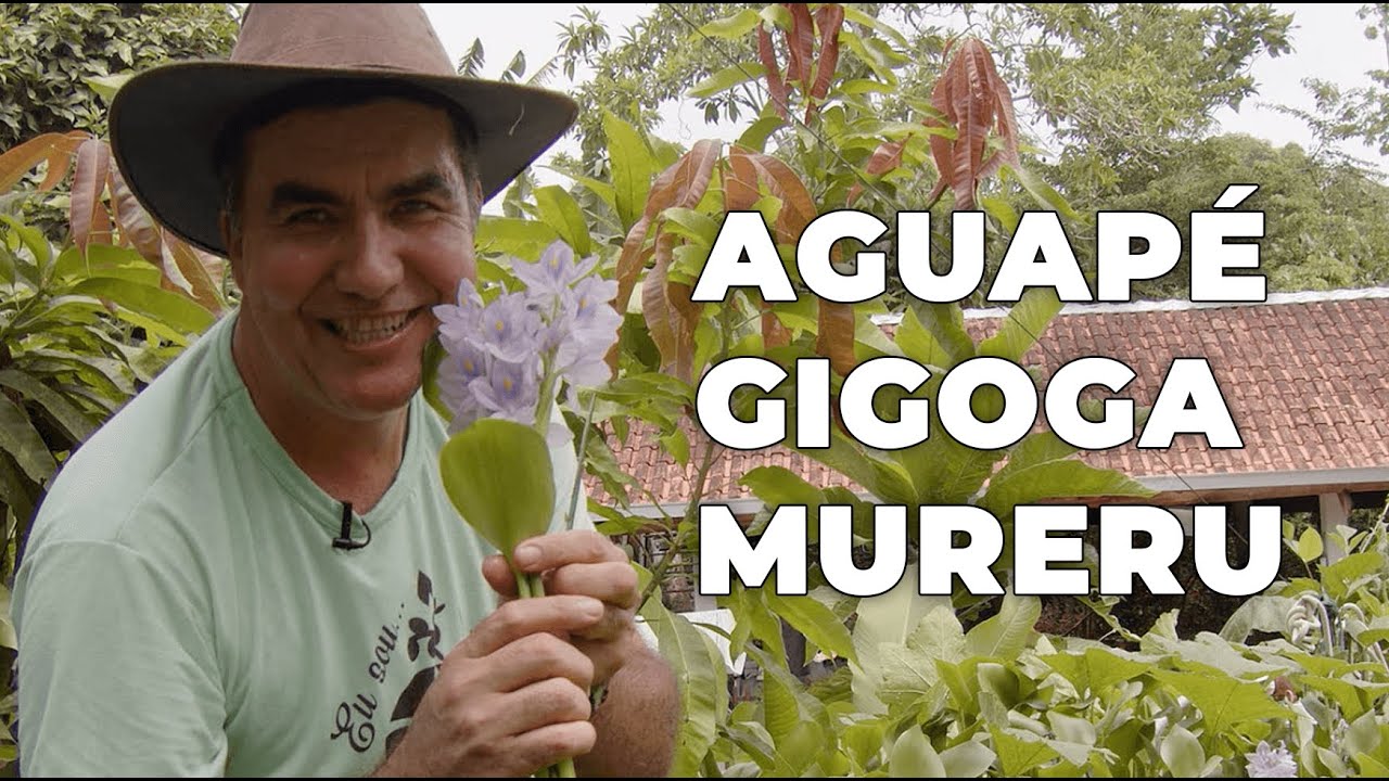 AGUAPÉ, GIGOGA OU MURERU ESSA VAI SER A PANC DO VÍDEO DE HOJE - Sítio Panc #valdelykinupp #panc