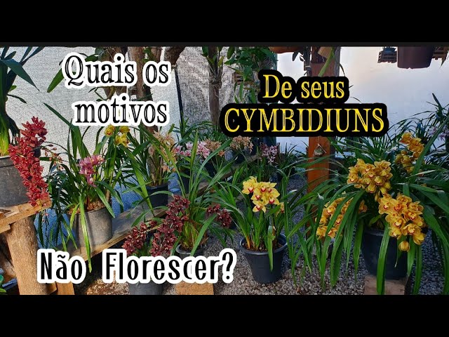 🔵VEJA porque seu CYMBIDIUM NÃO FLORESCE!🌼🌺☹️ ✅️Super DICAS de Cultivo!# orquidea #cymbidium - thptnganamst.edu.vn