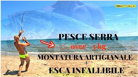 Pesce Serra - l'esca Perfetta - le Canne e la Montatura Adatta - i Consigli di Pesca in Mare