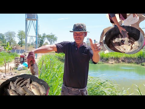 วีดีโอ: 3 วิธีในการเพาะพันธุ์ปลาเทวดา