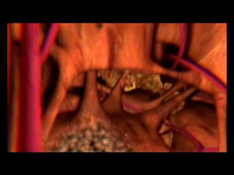 Влияние алкоголя на печень. Берегите себя!