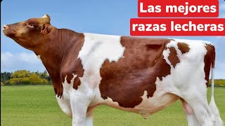 La vaca  que dan más leche del mundo #Las mejores vaca  lecheras) razas de ganado Holstein!