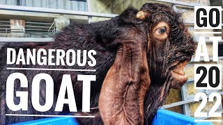 20 Beautiful Goat Breeds - Best Goat Breeds In The World || Most Efficient Goats In The World
