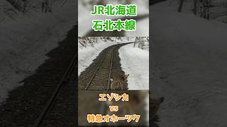 【#jr北海道 】エゾシカvs特急オホーツク　#キハ183系