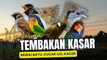 Masteran Tembakan Kasar Untuk Burung Murai Batu ,Cucak Ijo ,Kacer