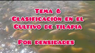 Clasificación de cultivo de Tilapia por Densidad #granja #viral #tilapia #acuicultura #piscicultura