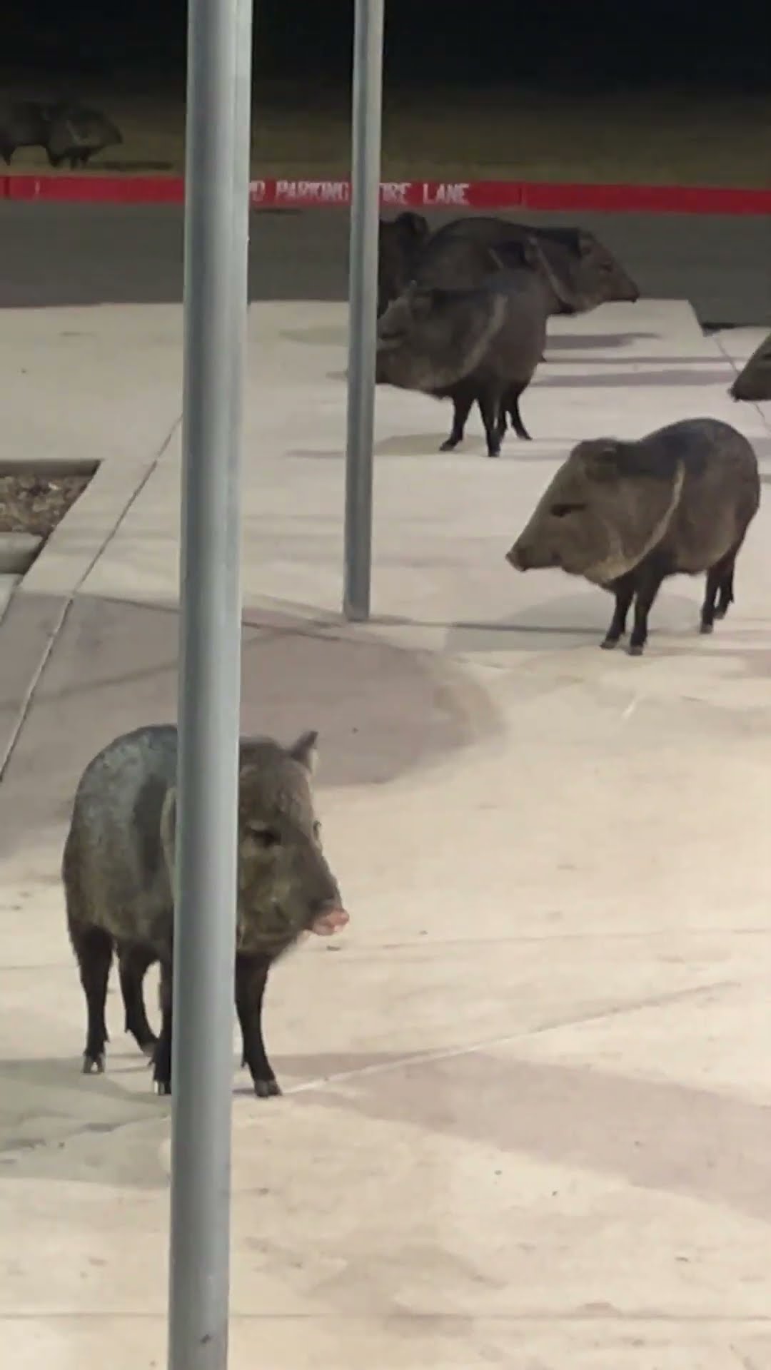 Javelinas Storm Texas Dollar Tree || ViralHog