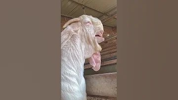 Masaallah Gulabi Goat Lover Son Of Sultan Ternding Ytviral Bakra Opshorts 