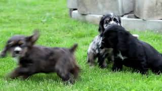 Cocker Spaniel Puppies For Sale