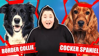 BORDER COLLIE VS COCKER SPANIEL