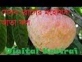 Some medicinal benefits of ata fruit the main medicine of the disease is the fruit