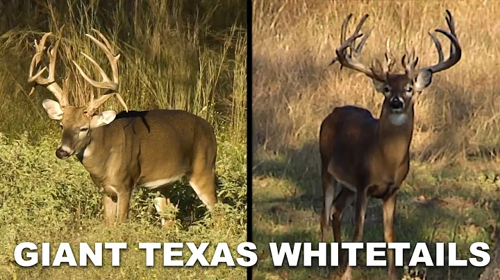 Hunting Giant Bucks at Keiths Ranch!