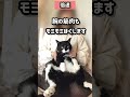 肩もみされて気持ち良さそうな猫#shorts