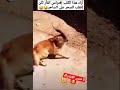 أراد الكلب إفتراس الفأر لكن أنظر ما حدث
