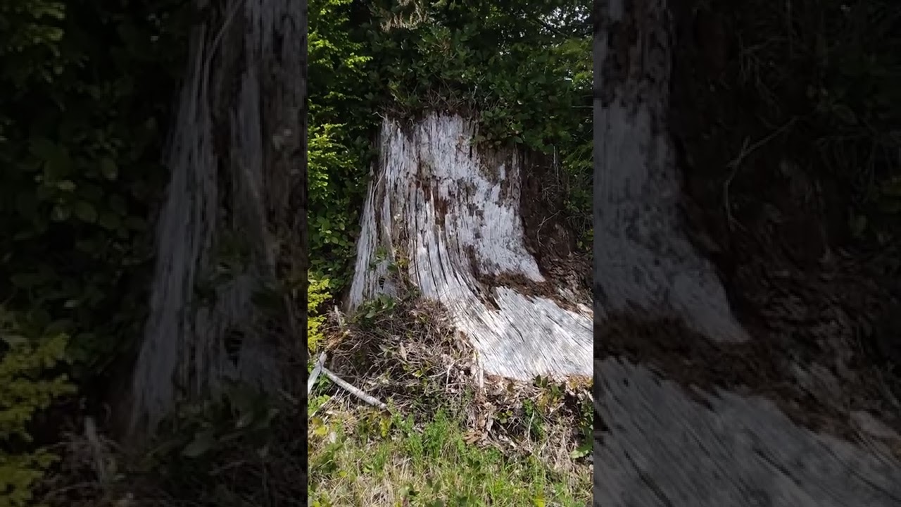 How to say Stump & Stumps. Indigenous Abenaki Language. Pokwjanakw 