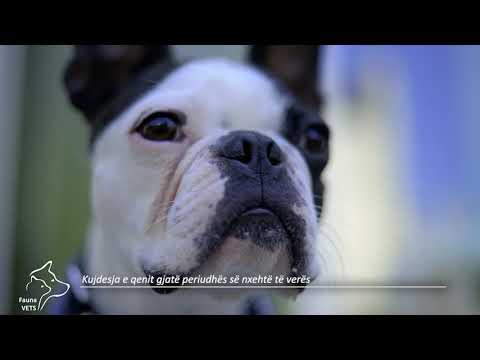 Video: Këshilla Për Sigurinë E Kafshëve Gjatë Verës Për Rrahjen E Nxehtësisë