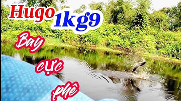 Màng Santo đầy kịch tính / #câu cá lóc rừng U minh Thượng / #lure / #@huukhuynhkiengiang (Tập 63)