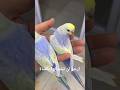 ما شاء الله شاهد جمال طفرة الرينبو