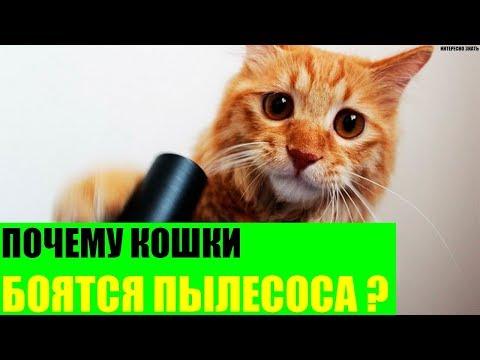 Почему кошки боятся пылесоса?