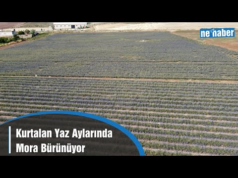 Kurtalan Yaz Aylarında Mora Bürünüyor